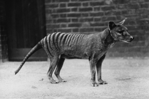 Hổ Tasmania đã tuyệt chủng được phục hồi RNA, mở ra cơ hội hồi sinh
